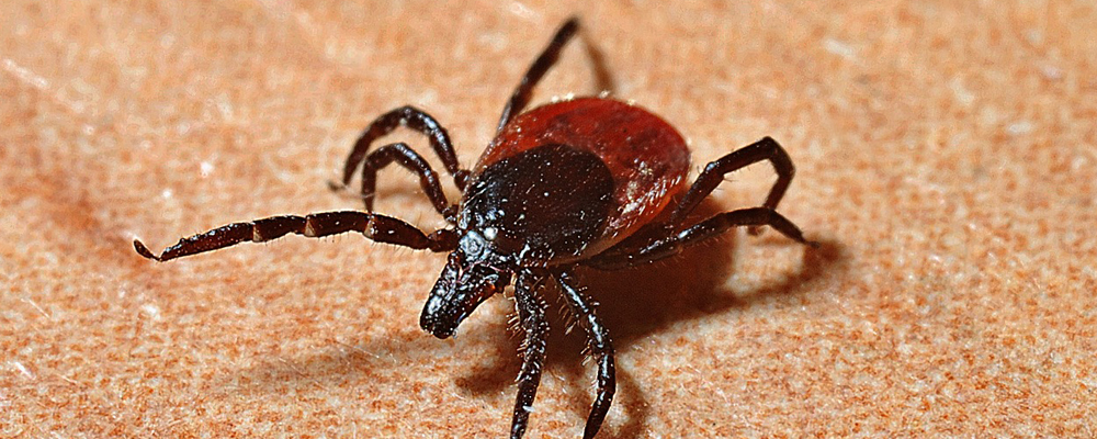 В Омской области зарегистрирован первый случай укуса клеща 