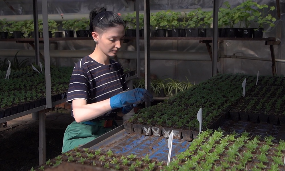 В городских теплицах готовят рассаду цветов