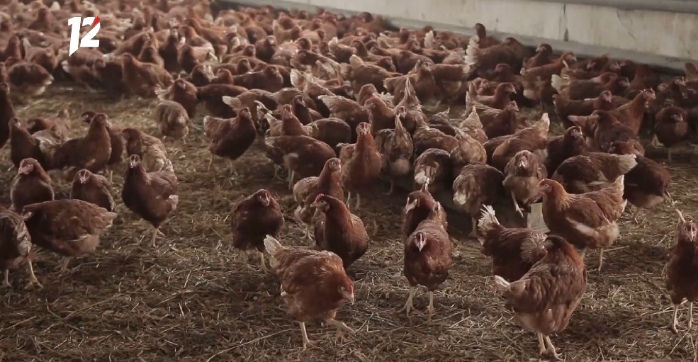 В Марьяновском районе введён карантин из-за птичьего гриппа