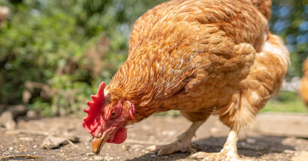 Птичий грипп выявили ещё в двух сёлах Омской области 