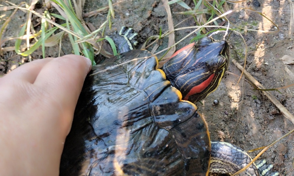 Омичка поймала черепаху в пруду в парке 30-летия ВЛКСМ