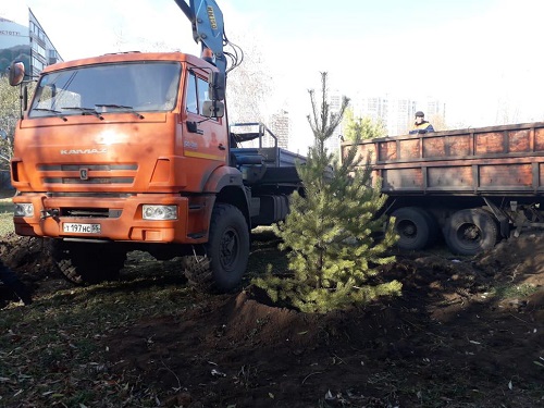Сосны, спирею и барбарис высадили в Омске 