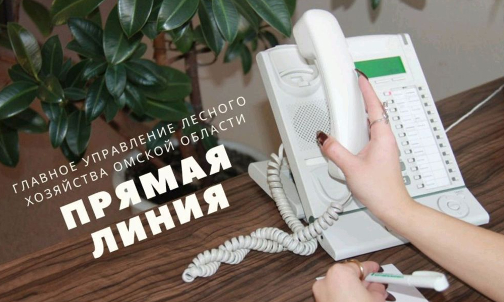 Специалисты ГУЛХ ответят на вопросы омичей о защите хвойных деревьев и легальной покупке ёлок