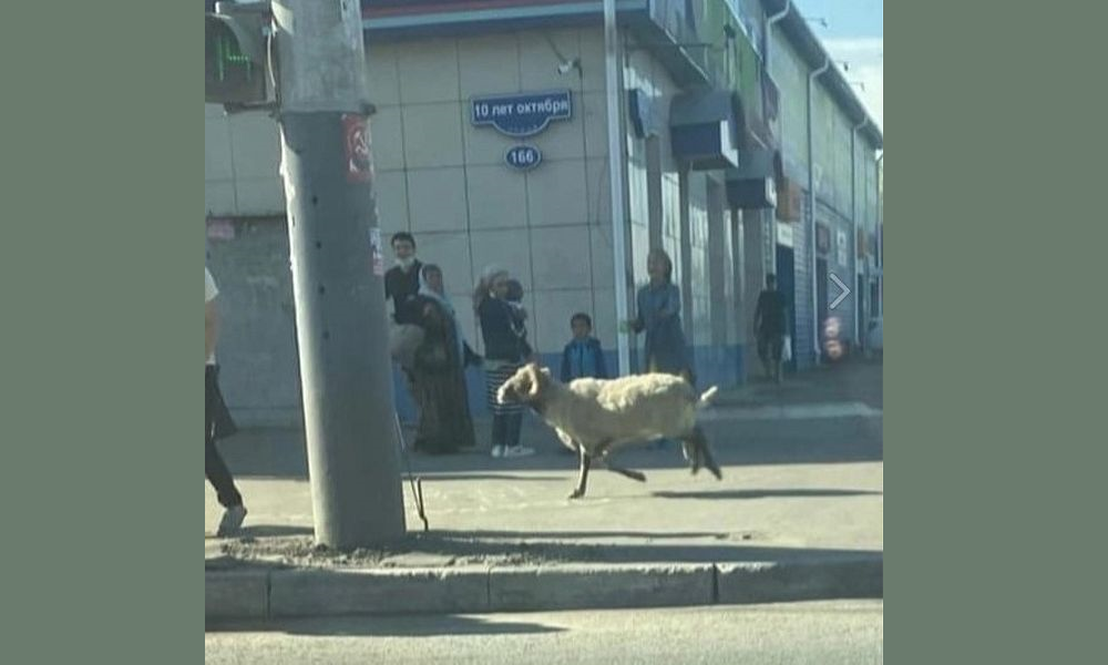 Соцсети: из омской мечети сбежал жертвенный баран
