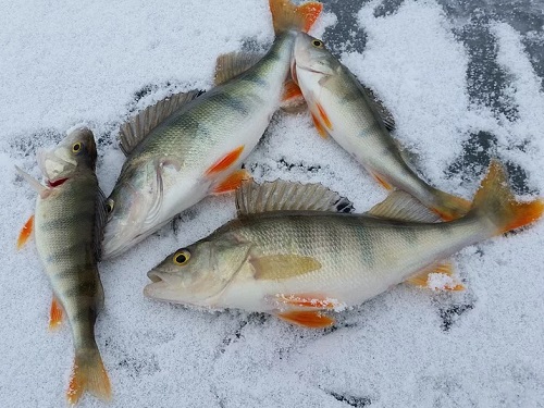 Чемпионат региона по рыболовному спорту состоится на затоне РЭБ