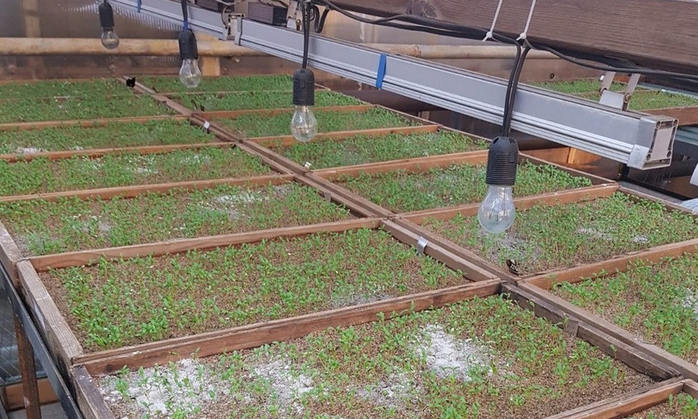 В омской муниципальной теплице взошли первые посевы к 9 мая 