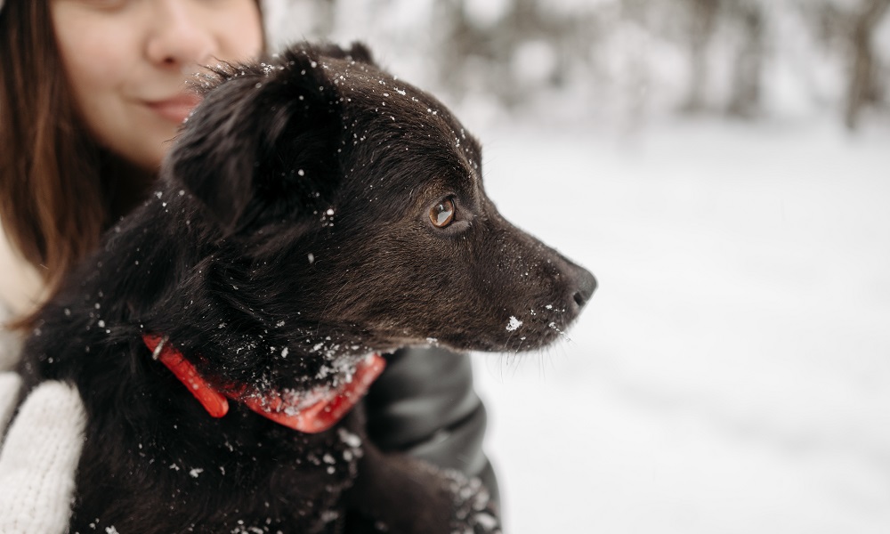 В мэрии Омска опубликовали перечень мест, где нельзя выгуливать домашних животных