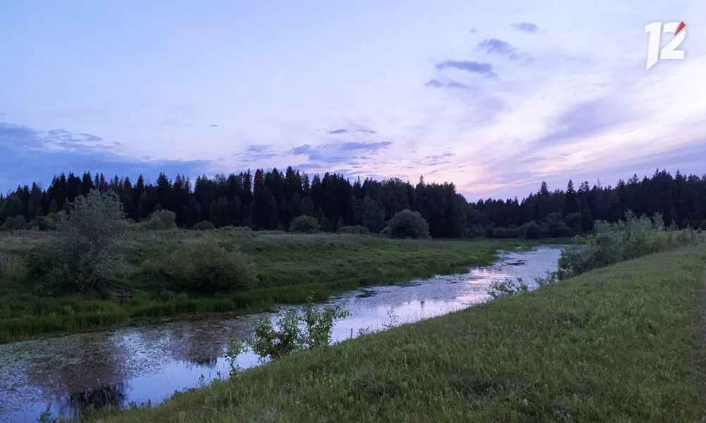 В лесах Омской области обнаружены очаги чёрного соснового усача