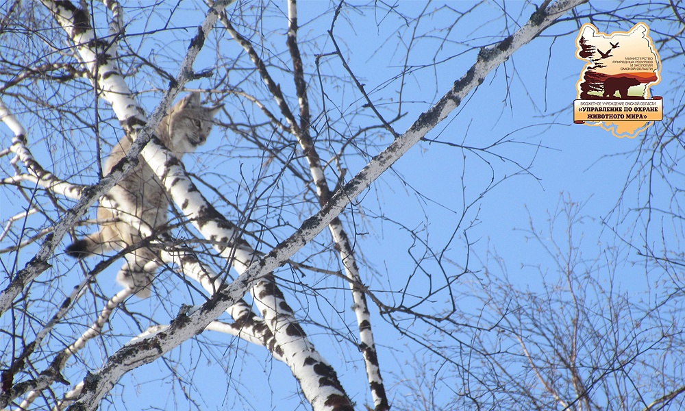 На севере Омской области дикая рысь забралась на дерево [ФОТО]