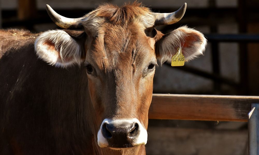 Омский Россельхознадзор задержал на границе три автомобиля с навагой и рогатым скотом