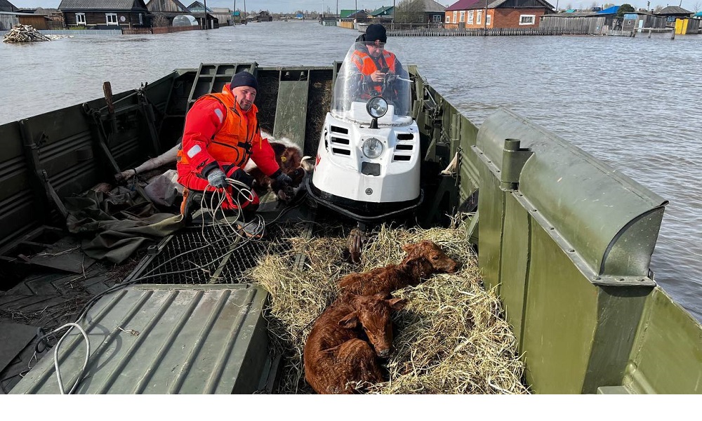 Из подтопленной деревни на севере Омской области эвакуировали корову с двумя новорождёнными рыженькими телятами 