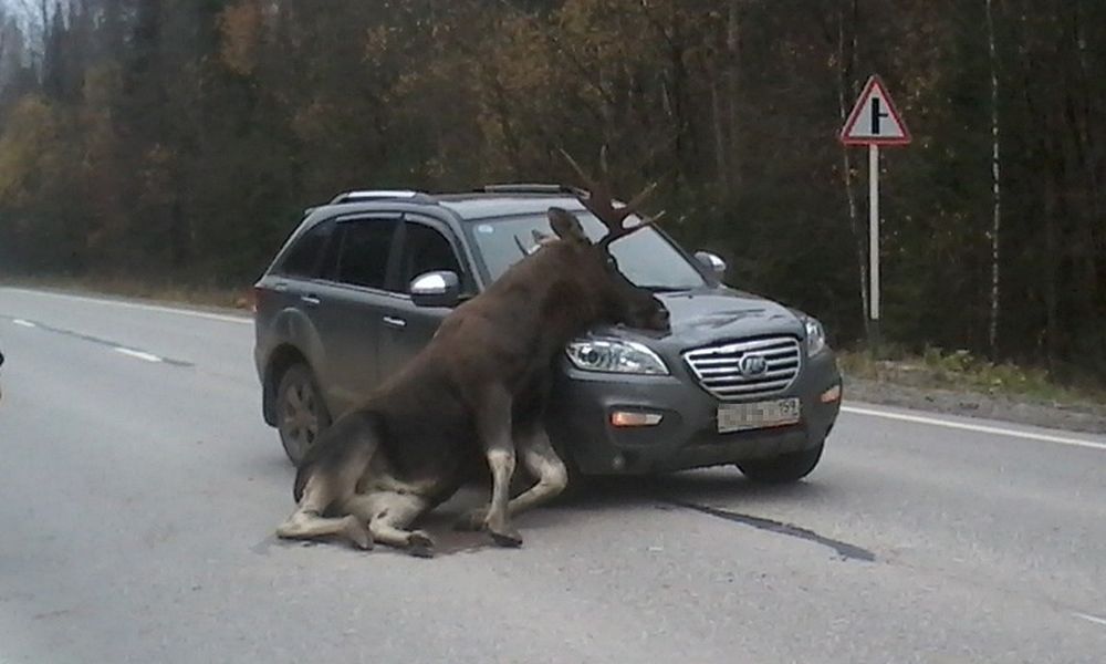 Погибли 2 лося и 6 косуль: в Омской области участились случаи ДТП с участием диких животных