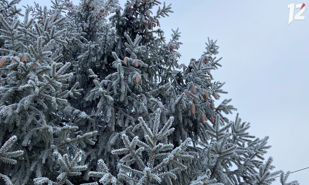 В Омске в Ленинском округе к Новому году откроют шесть ёлочных базаров 