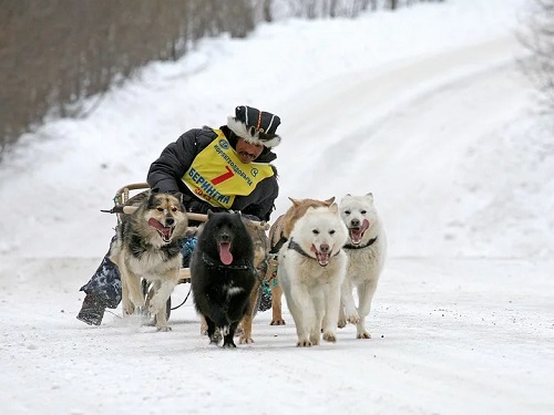 В Омске вновь состоится гонка на собачьих упряжках "Гиперборея-2020"