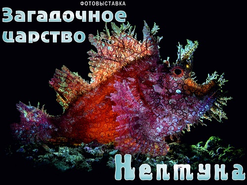 Омичей зовут полюбоваться красотами подводного мира и мира дикой природы