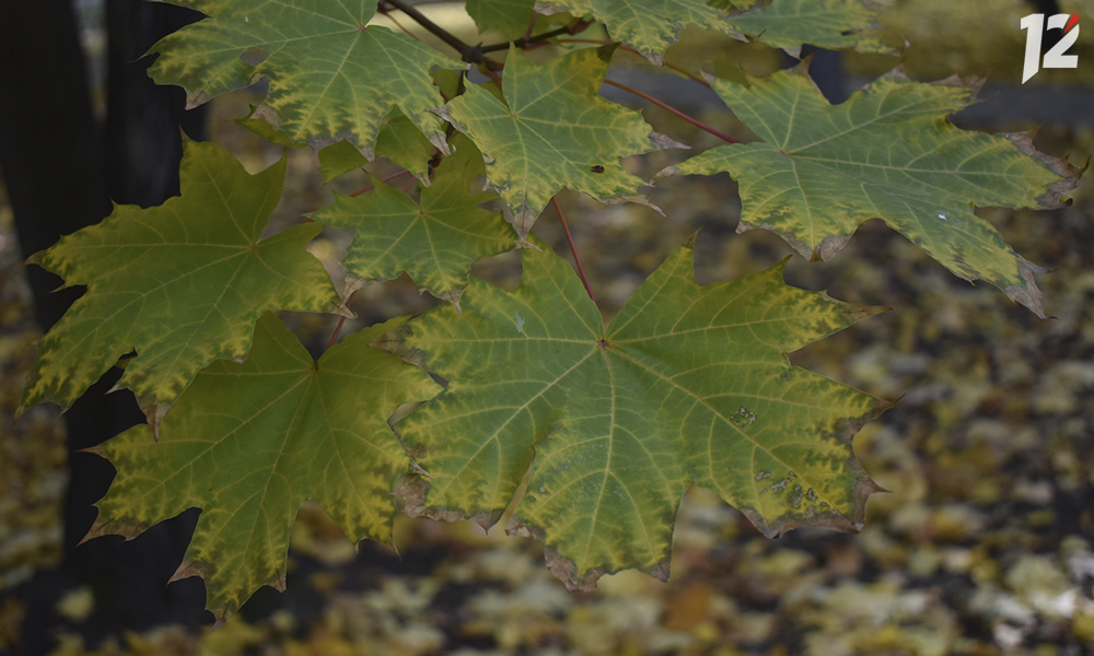 В этом году в Омской области посадят 738 гектаров леса 