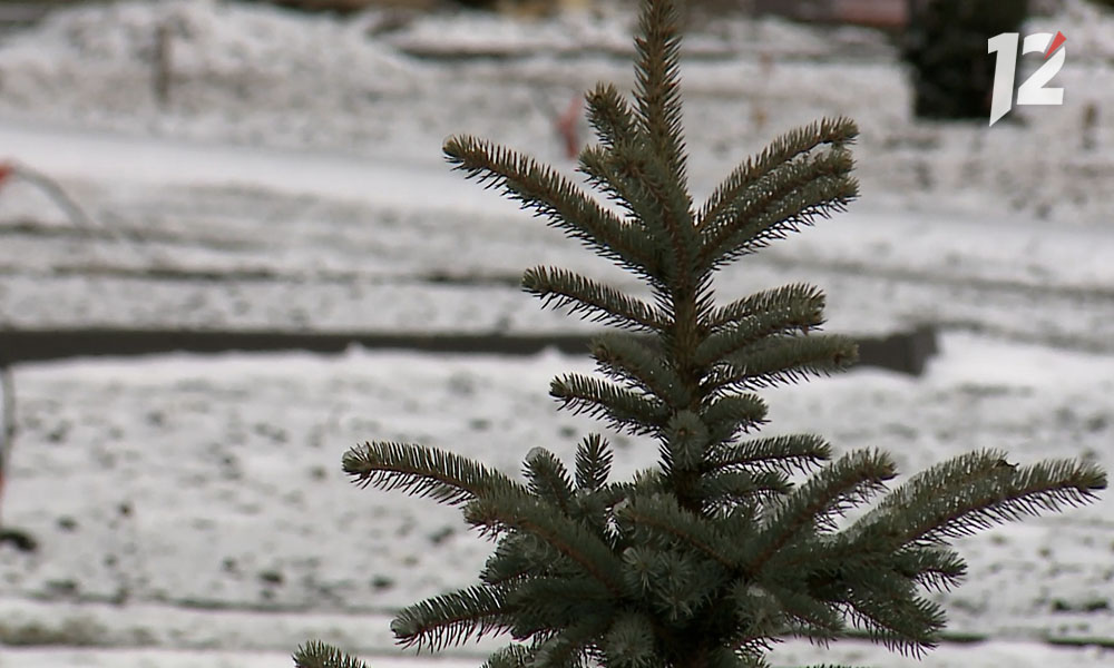 Омские агрономы продолжают высаживать деревья и кустарники