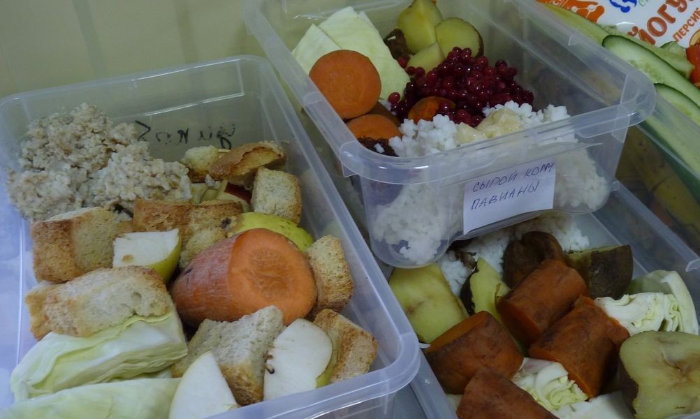 Каждая калория на учёте: в Большеречье появился ресторан для животных