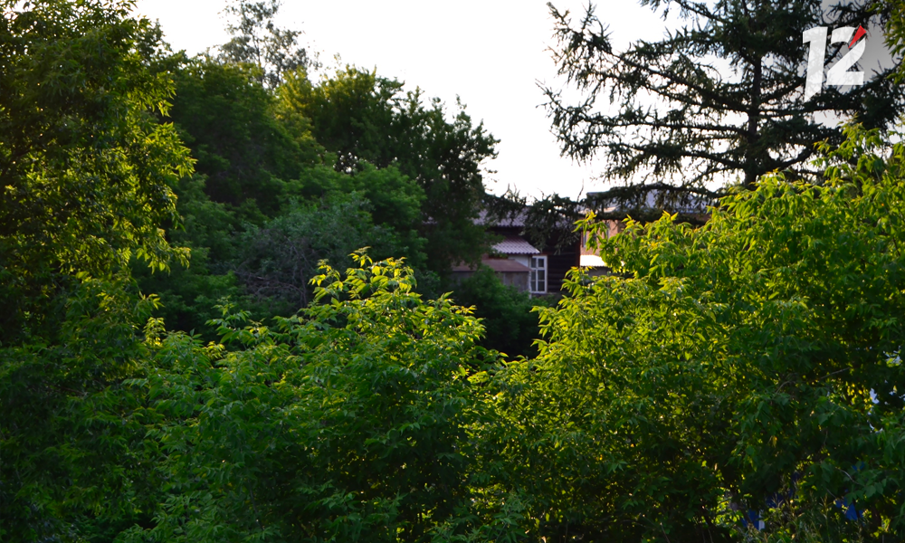 «Зелёная» комиссия запретила кронировать деревья в Омске в летний период