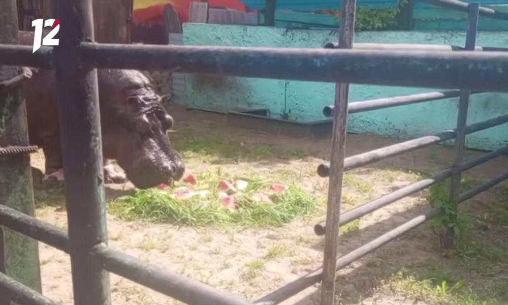 В Большереченском зоопарке приготовили летний торт для гиппопотама