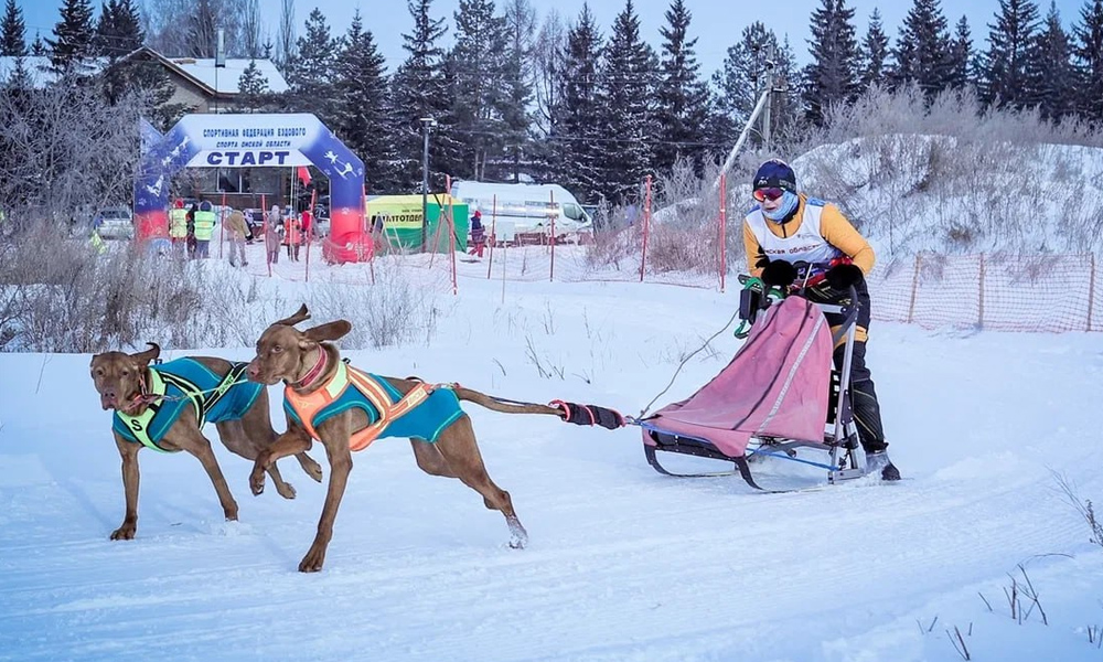В Омской области прошли всероссийские соревнования по ездовому спорту