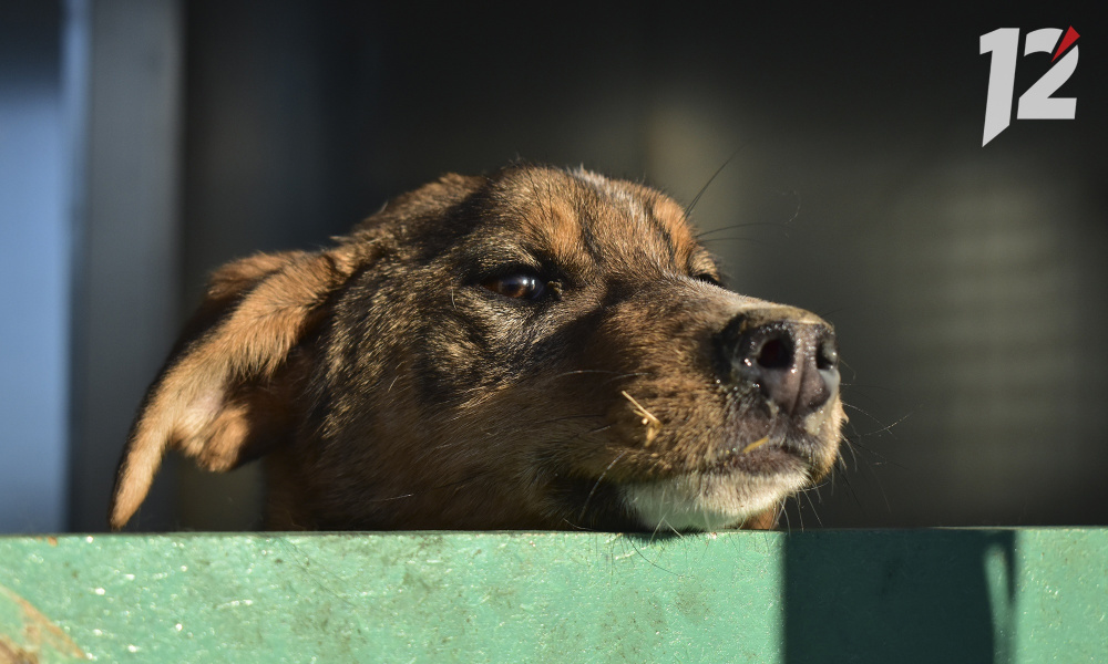 Губернатор Омской области ответил на вопрос о строительстве приютов для собак
