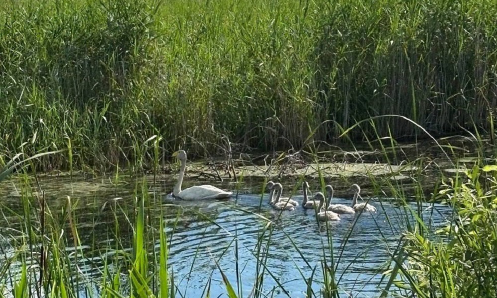 В Крутинском районе лебеди вывели потомство