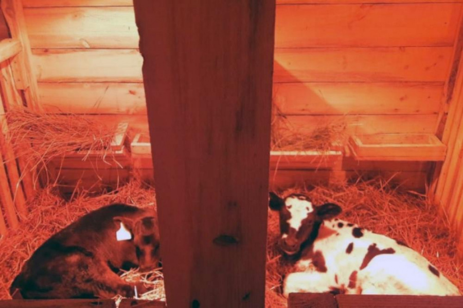 В одной из омских колоний будут ухаживать за новорождёнными телятами