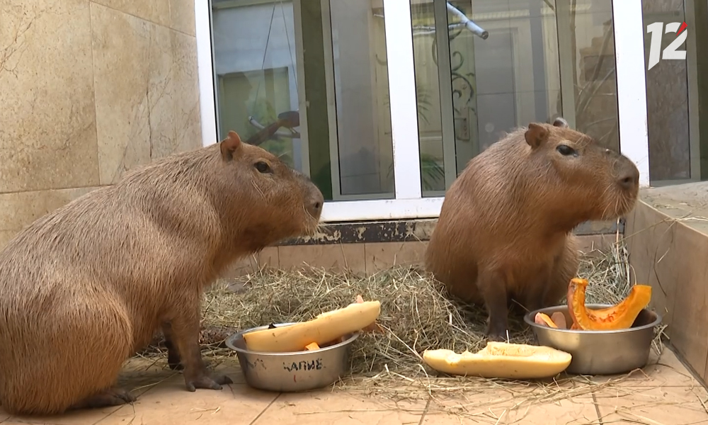 Капибаре Капычу из Омского зоопарка исполнилось 12 лет