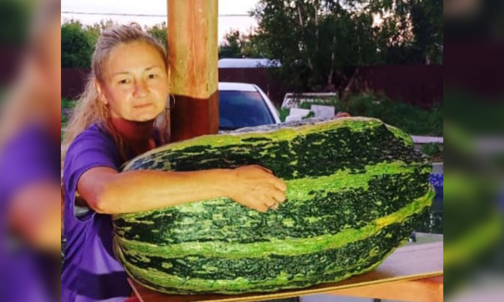 Омичка вырастила кабачок весом более 30 килограммов