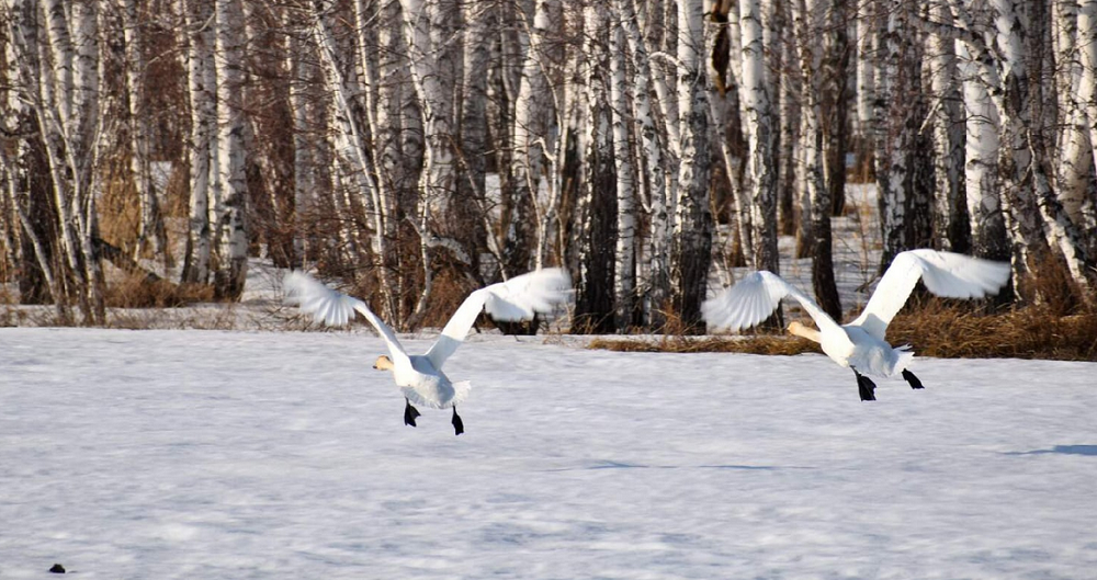 Краснокнижные лебеди-кликуны прилетели в Тарский район