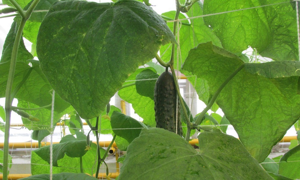 В омской колонии № 8 собрали первый урожай огурцов