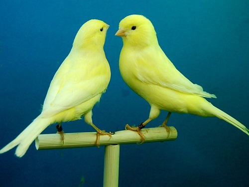 В Омской области малолетний преступник похитил певчих птиц