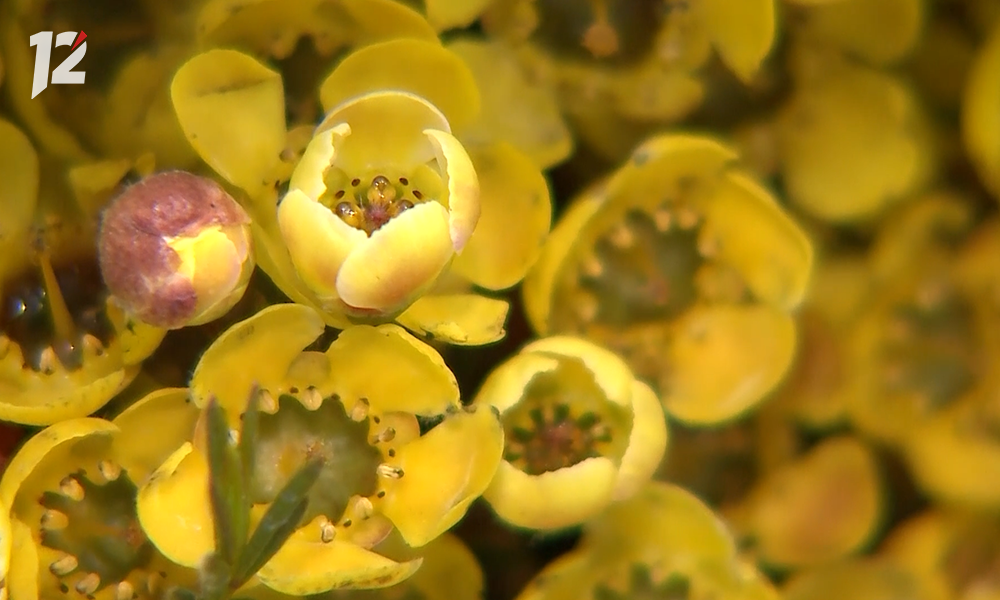 Омск вошёл в топ-5 городов-миллионников, где букеты к празднику доступны по цене