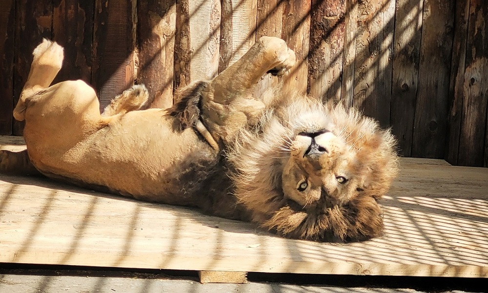  Большереченский зоопарк официально открывает сезон