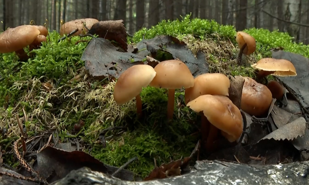 Омские грибники поделились своими находками после череды дождей