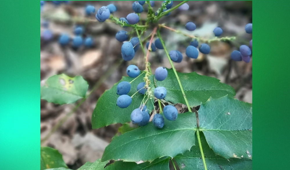 В Омске дала плоды магония падуболистная родом из Северной Америки