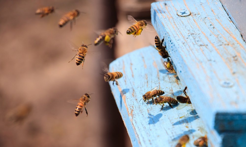 С омского сельхозпредприятия взыскали 4 млн рублей в пользу пчеловодов