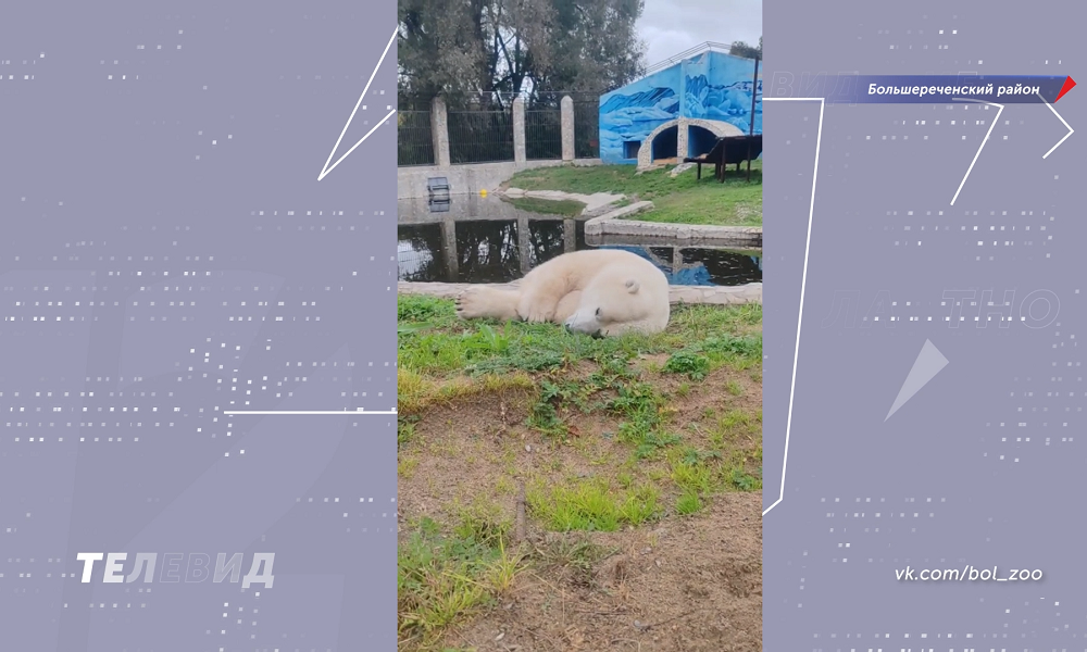 Полярная красавица Думка из Большереченского зоопарка отдыхает и видит медвежьи грёзы, когда захочет