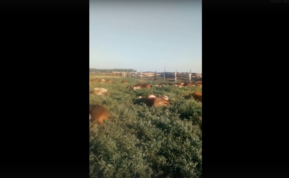 В деревне под Омском погибли коровы