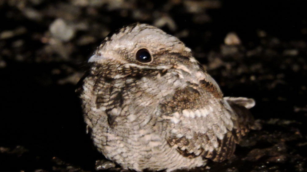 Инспектору омского Управления по охране животного мира удалось сфотографировать козодоя