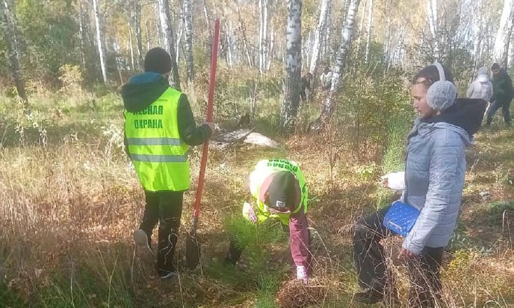 В рамках всероссийской акции «Сохраним лес» калачинцы высадили новые сосны