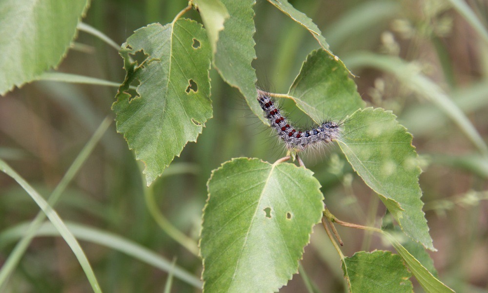 Омские леса обработают от непарного шелкопряда