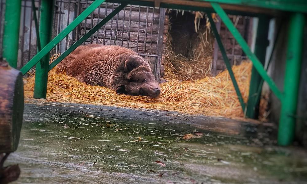 В Большереченском зоопарке проснулась медведица Маша 