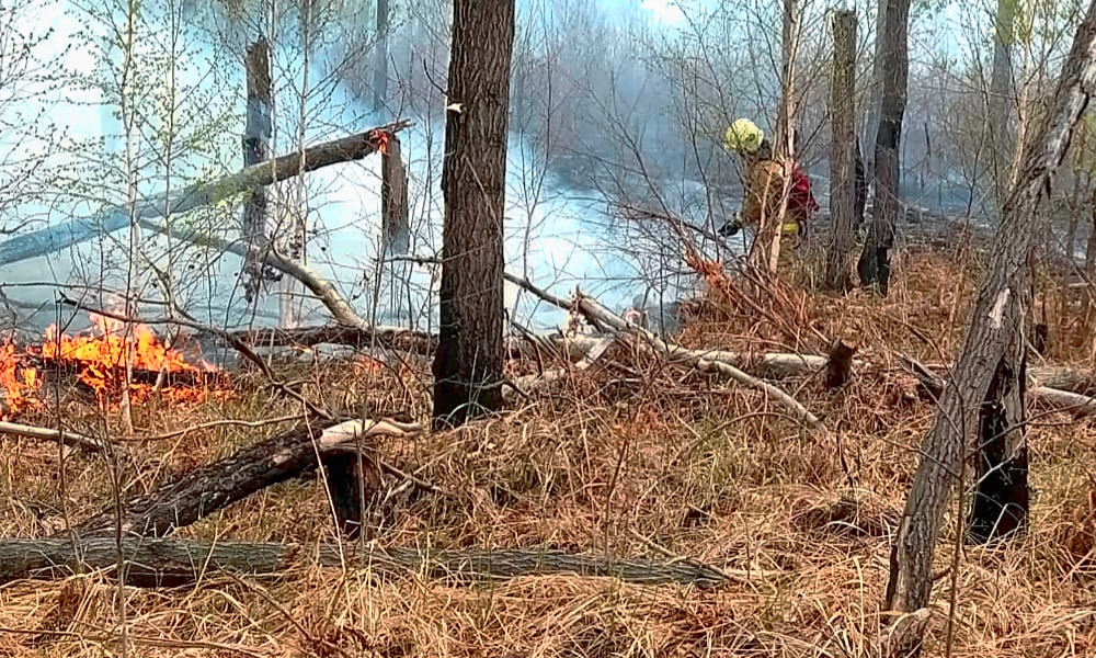 В Крутинском районе Омской области ликвидировали лесной пожар