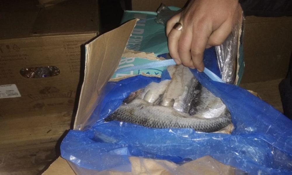 Из Омска в Казахстан за день пытались незаконно вывезти более 1,5 тонны рыбы