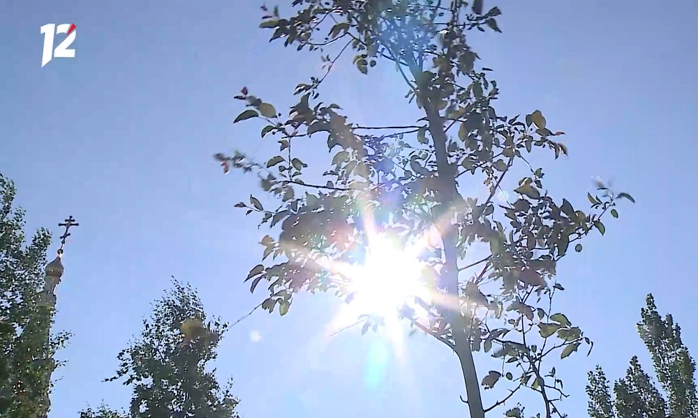 В Омске на Бульваре Архитекторов высадят больше 10 тысяч кустарников и деревьев