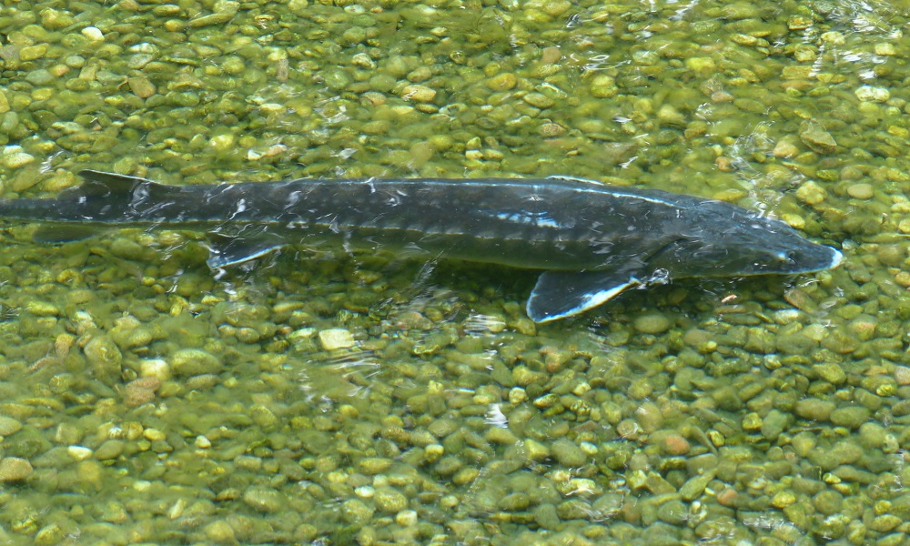 Супруги наловили рыбы в Иртыше почти на 190 тысяч рублей