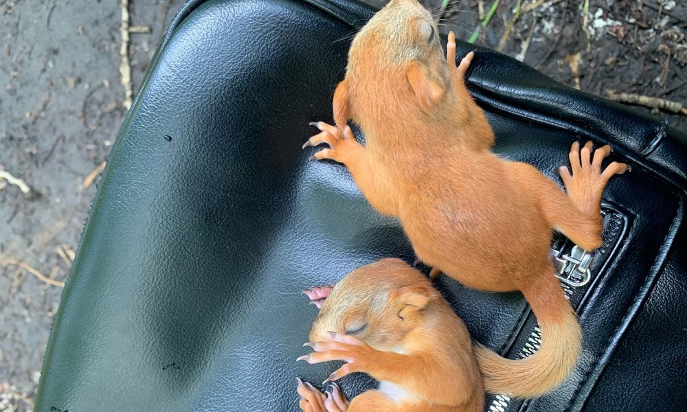 Омичка спасла двух маленьких бельчат 