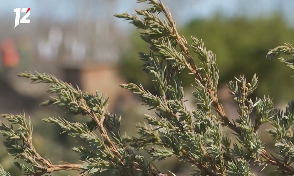 В рамках Международной акции «Сад памяти» у села Усть-Заостровка Омского района высадили геоглиф